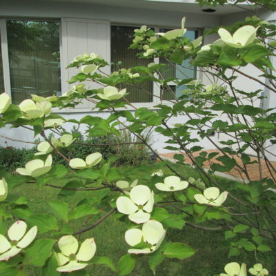 Eddie’s White Wonder Dogwood